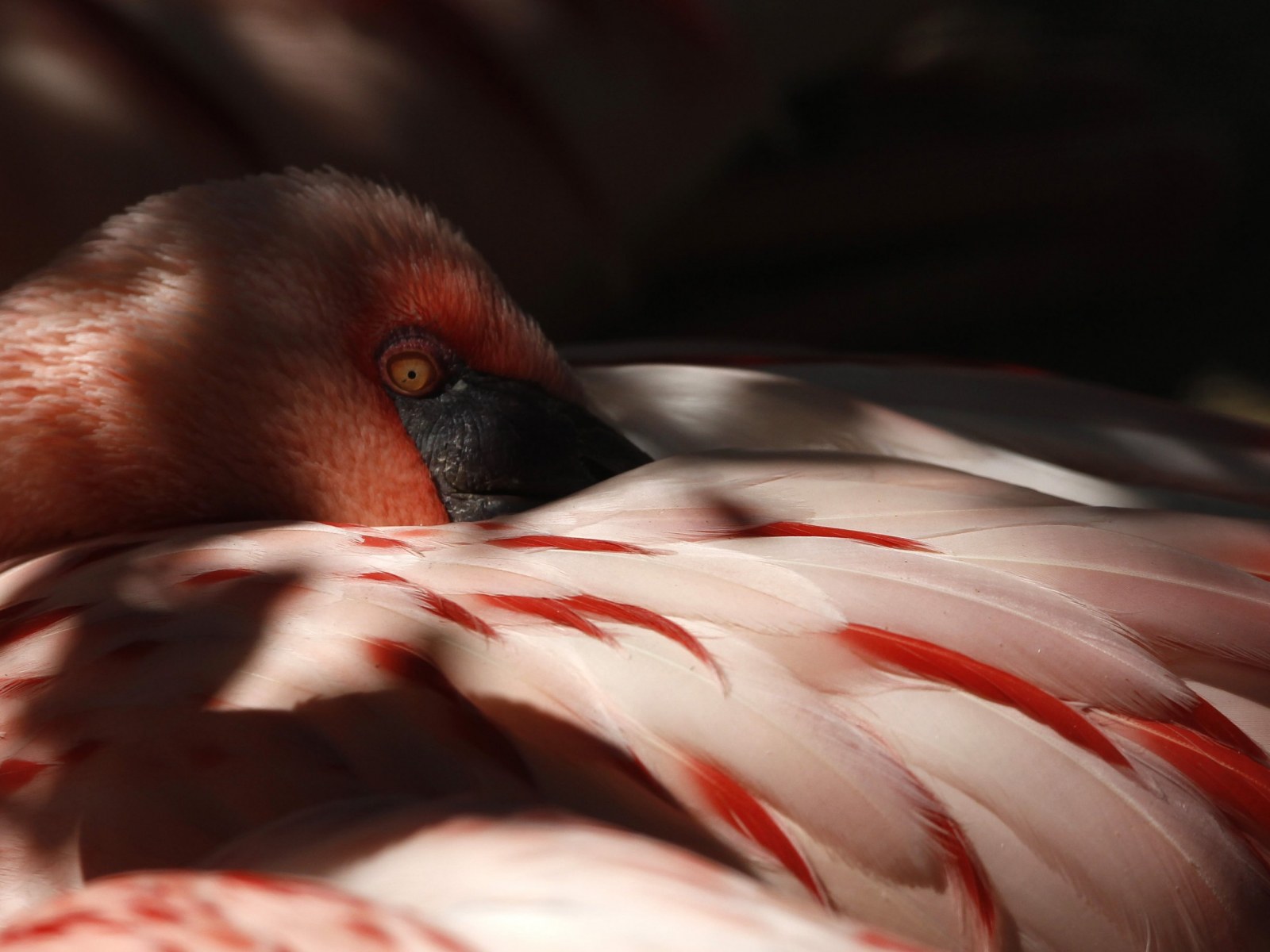 Lesser Flamingos Thrive In Rare Toxic Lakes But They Re Under Threat
