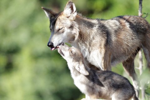 mexican-gray-wolf