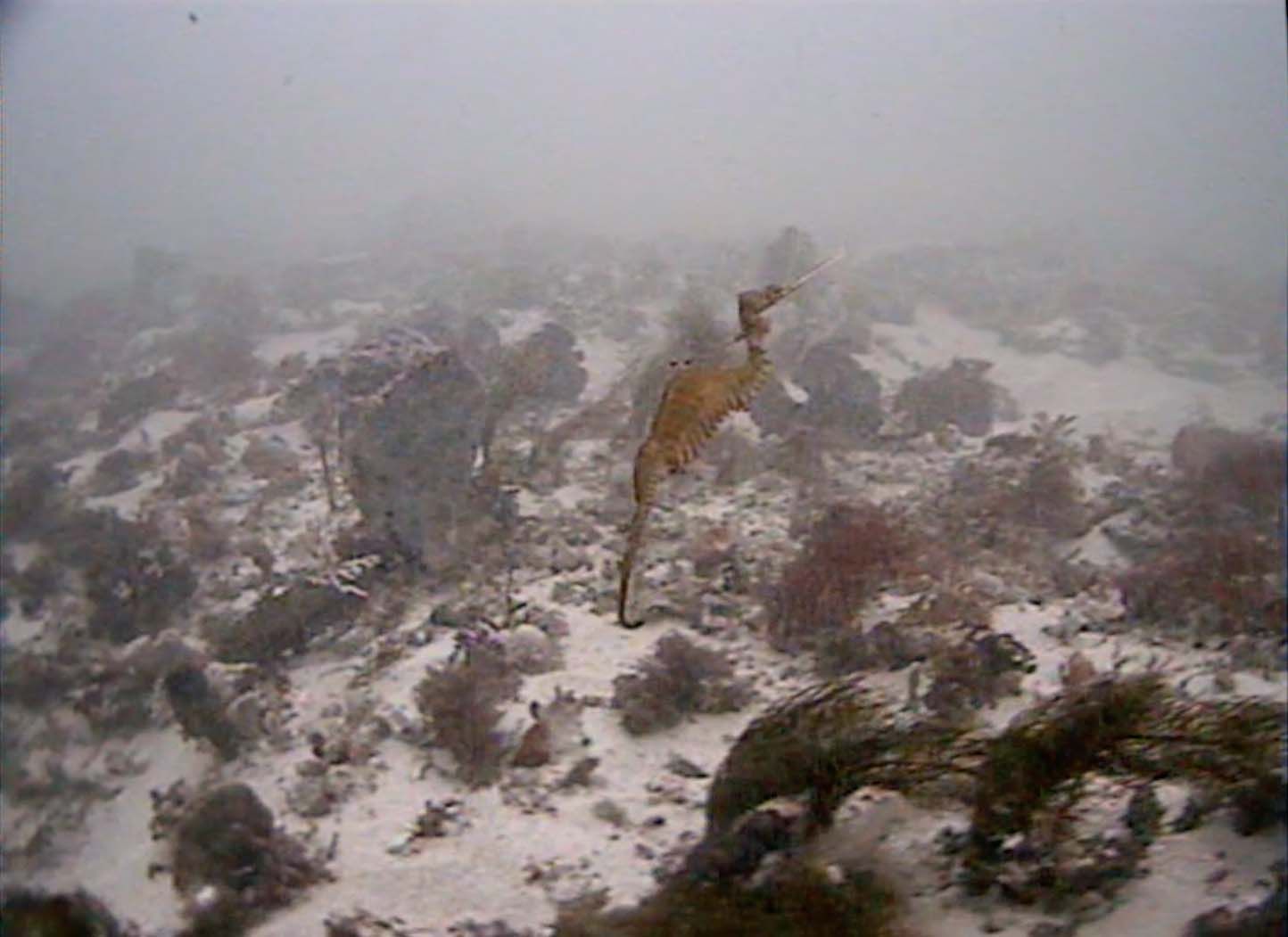 Bizarre Ruby Seadragon Filmed In The Wild For First Time