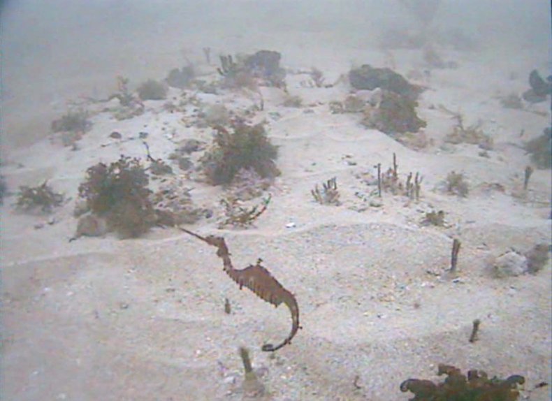 ruby-seadragon-2
