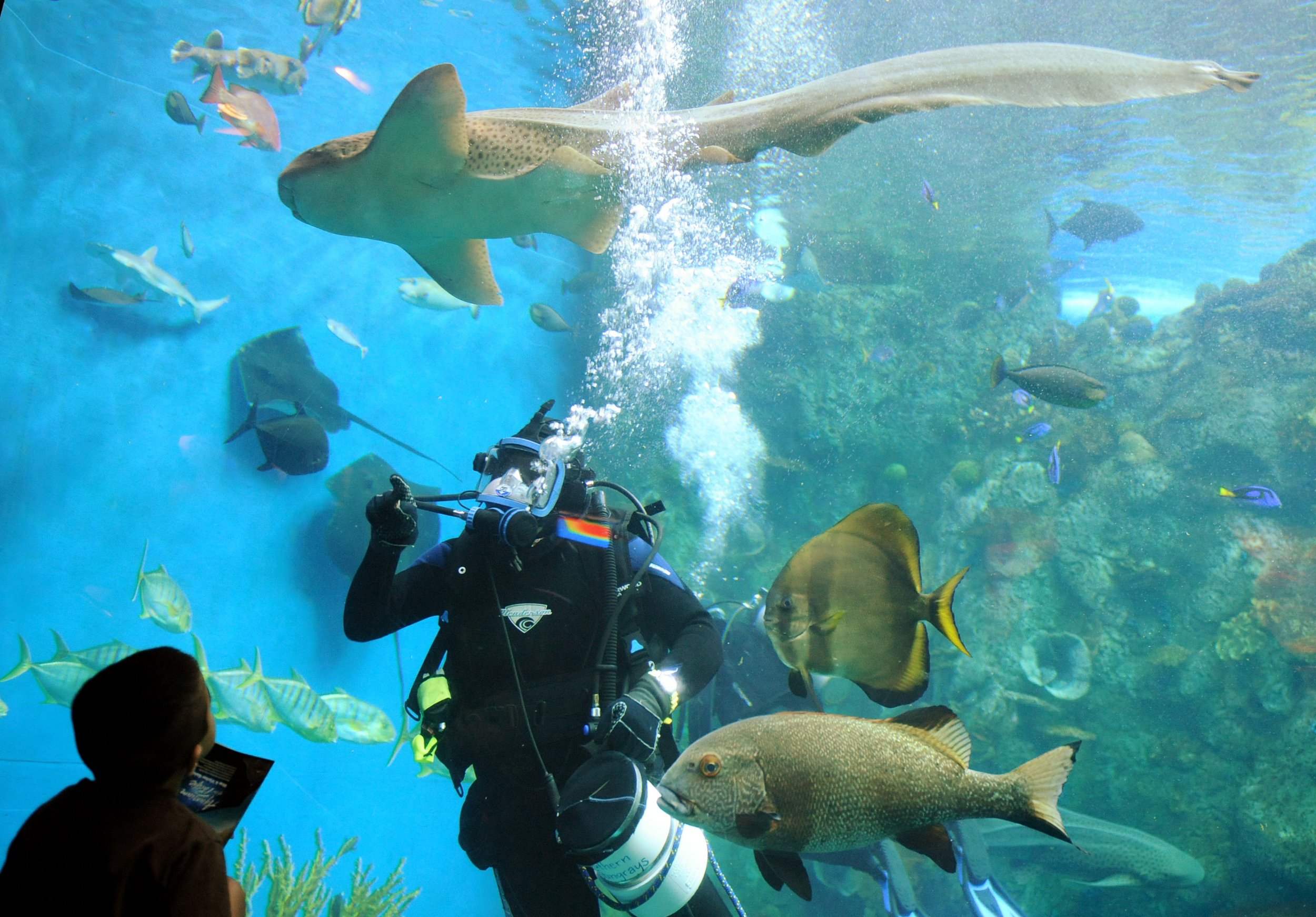 Leopard Shark