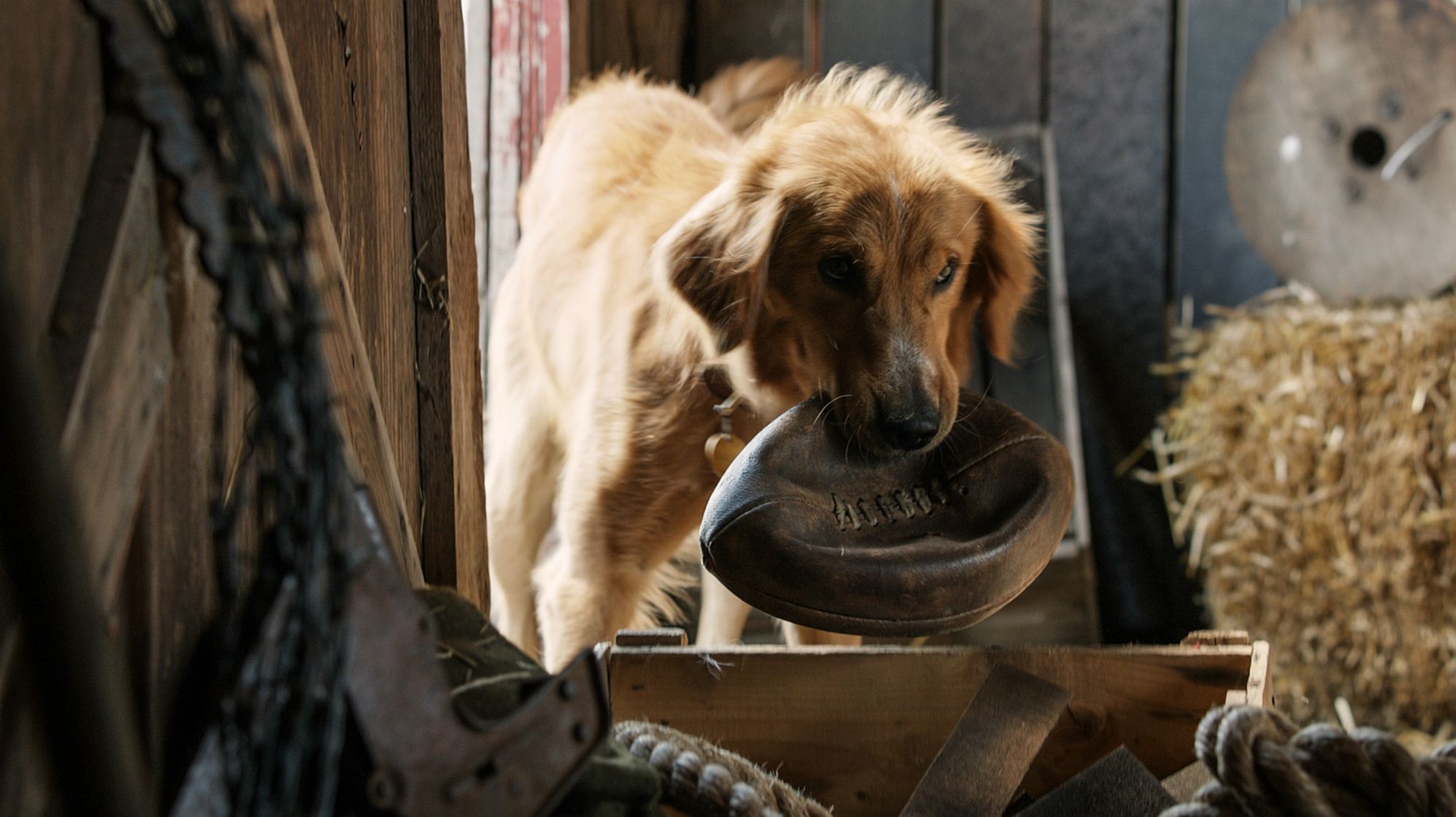 a dogs purpose dog in water