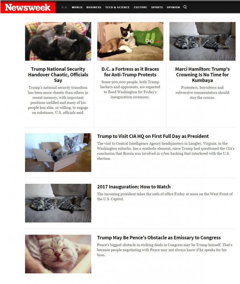 Trump chrome extension kittens