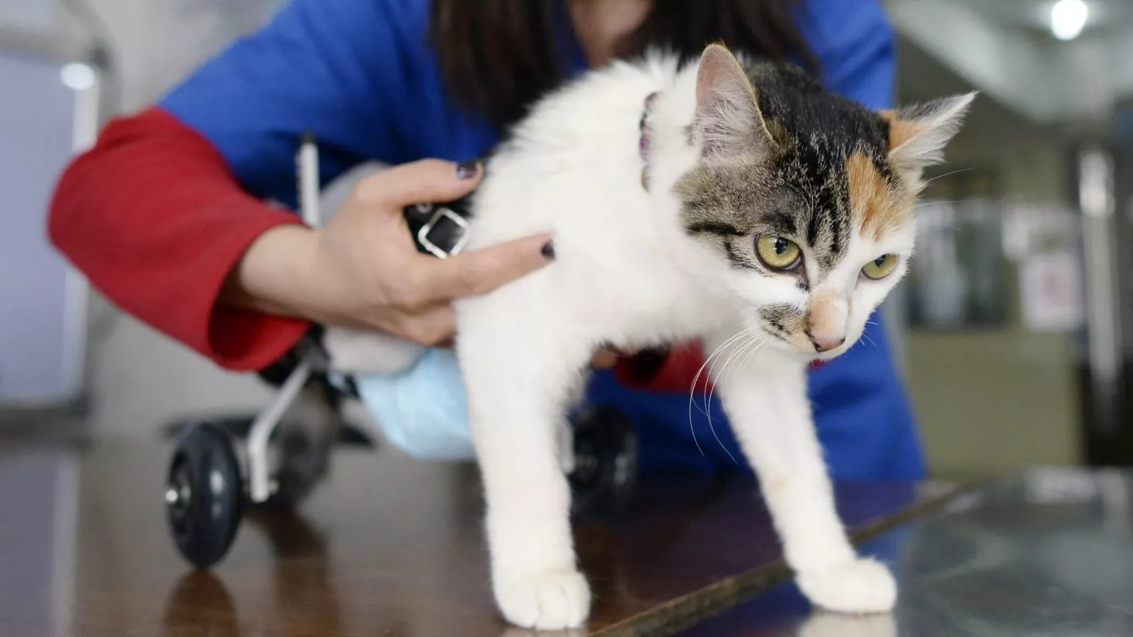 Veterinary Interns Speak Out Against Exploitation
