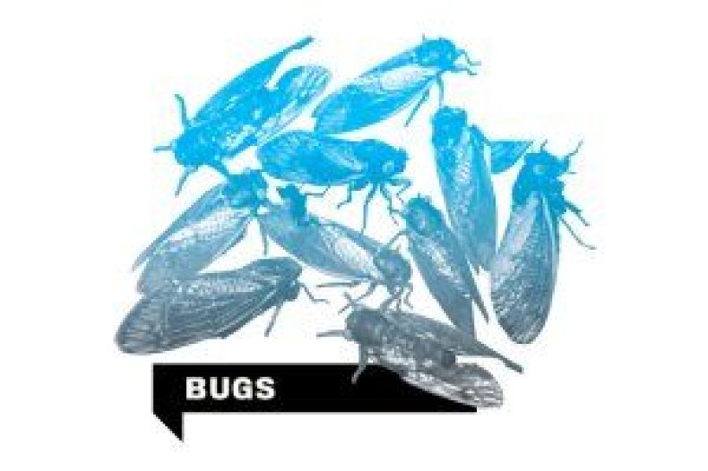 disasters-bugs-nb40-inline