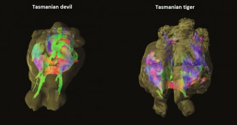 tasmanian-tiger-brain