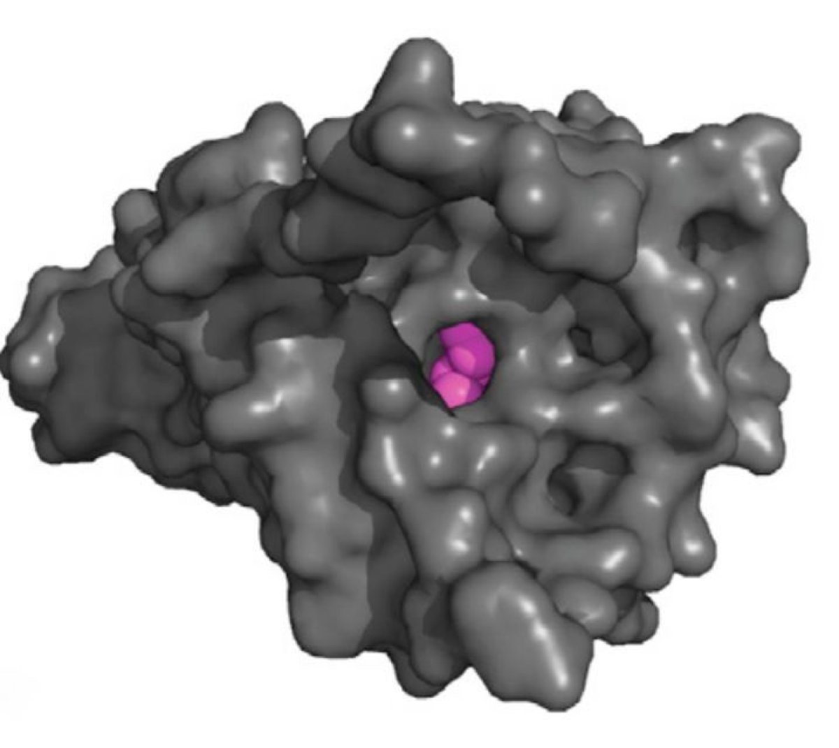 lsd-in-receptor