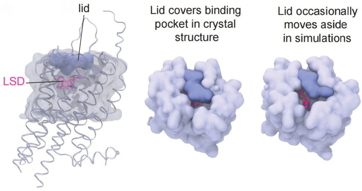 lsd-lid