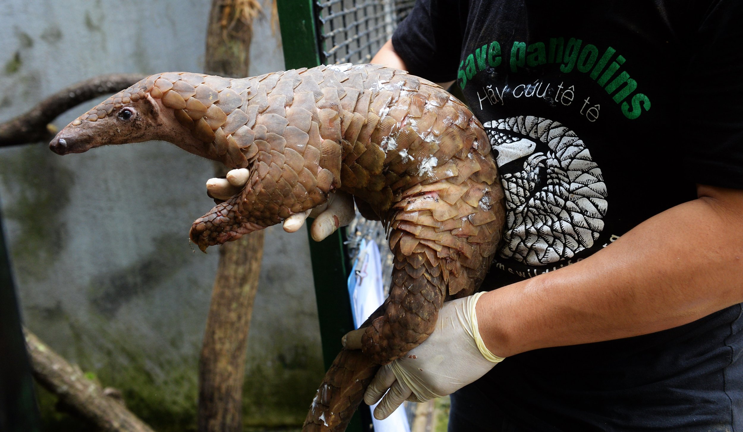 Thailand Seizes Record Haul of Pangolin Scales Intended ...