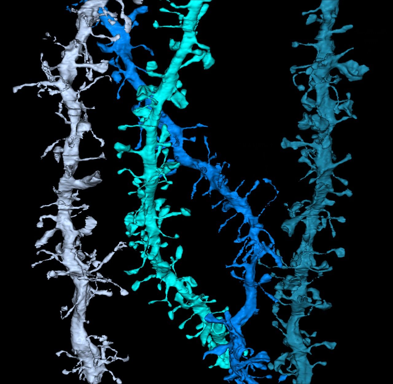 brain-synapses-color