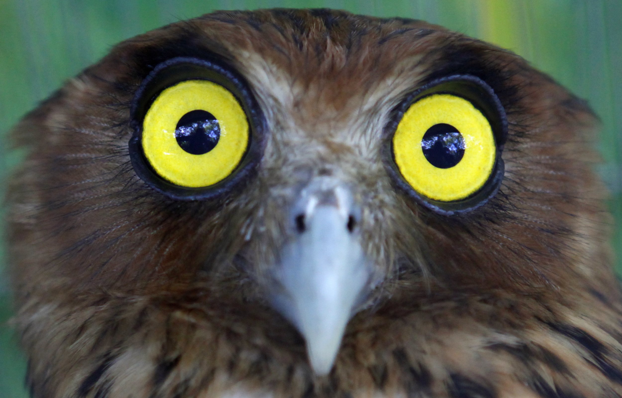 superb-owl