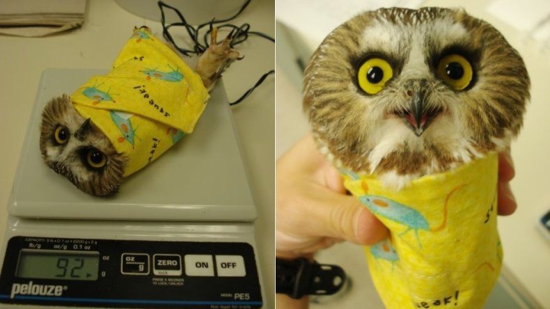 owl-burrito