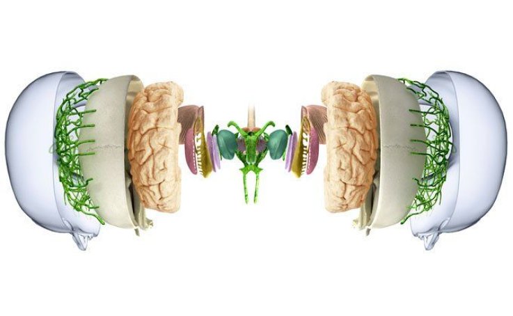 new-ways-of-seeing-the-brain-photos-image0 new-ways-of-seeing-the-brain-photos-image0
