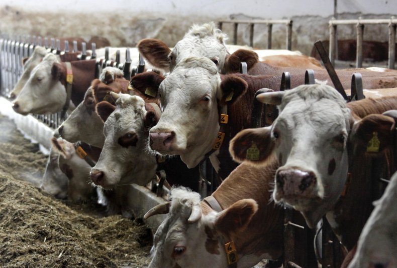 02_24_TransgenicCows_01