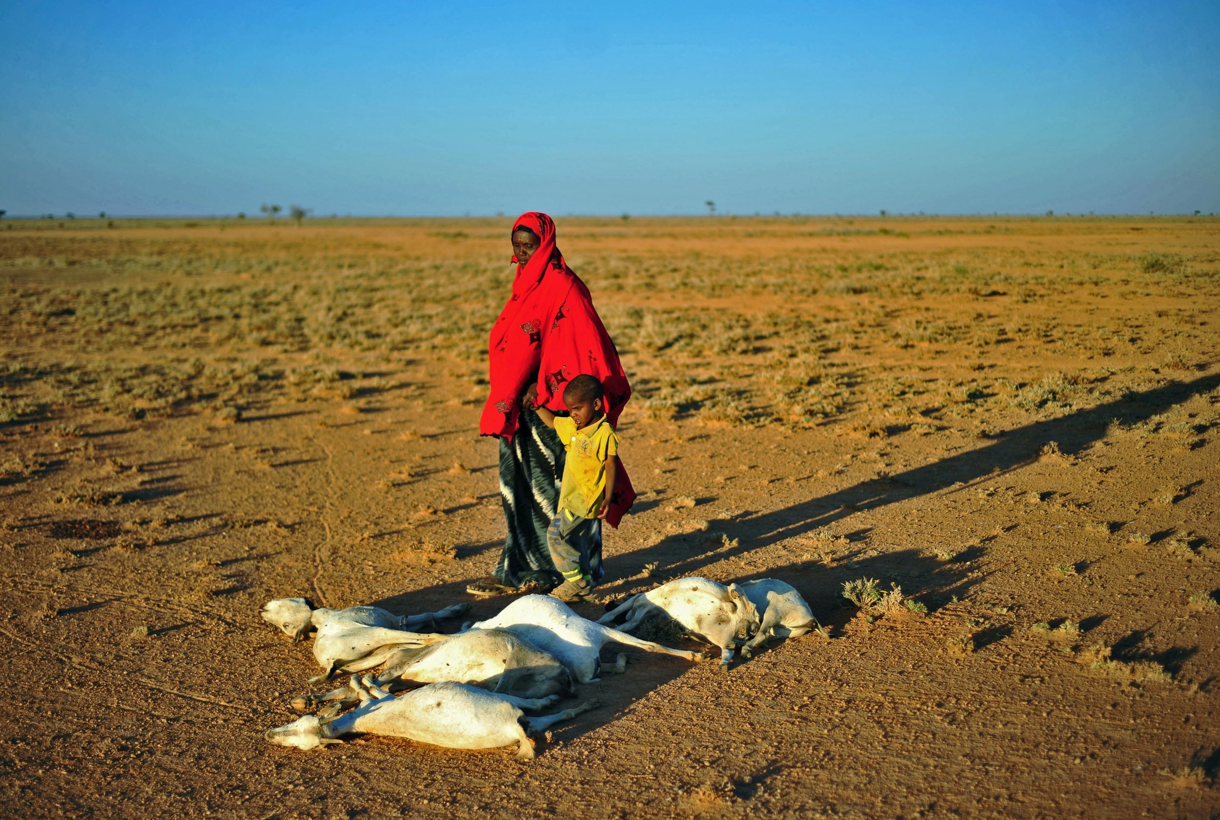 Somalia drought dead goats