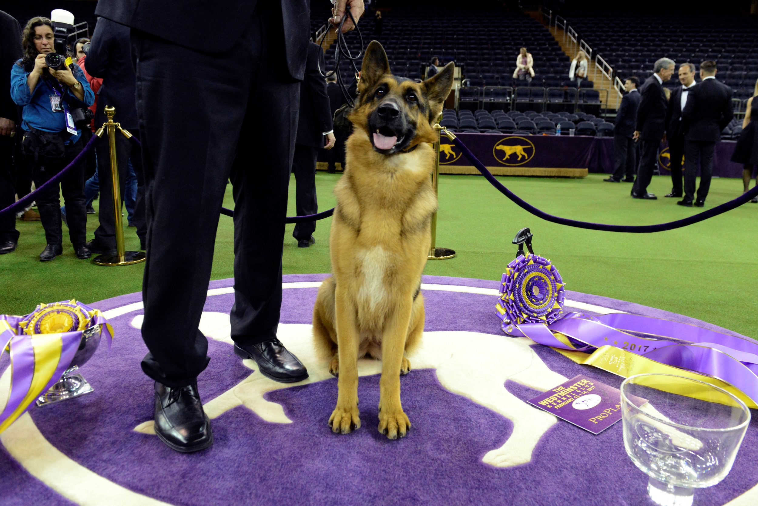 westminster dog show german shepherd