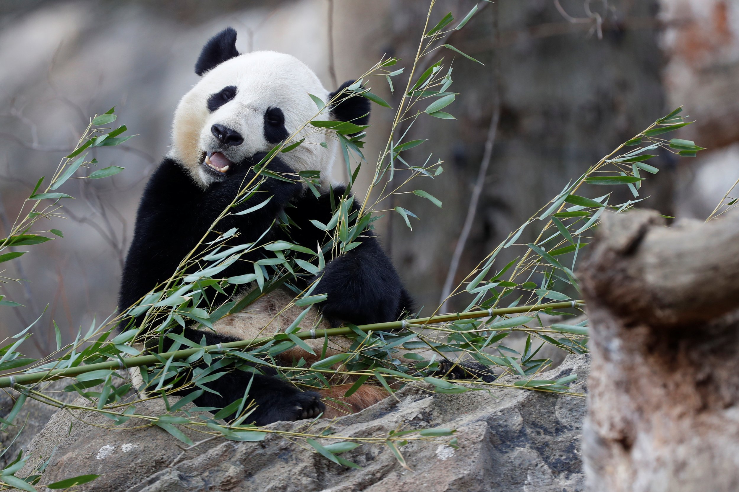Panda eats bamboo