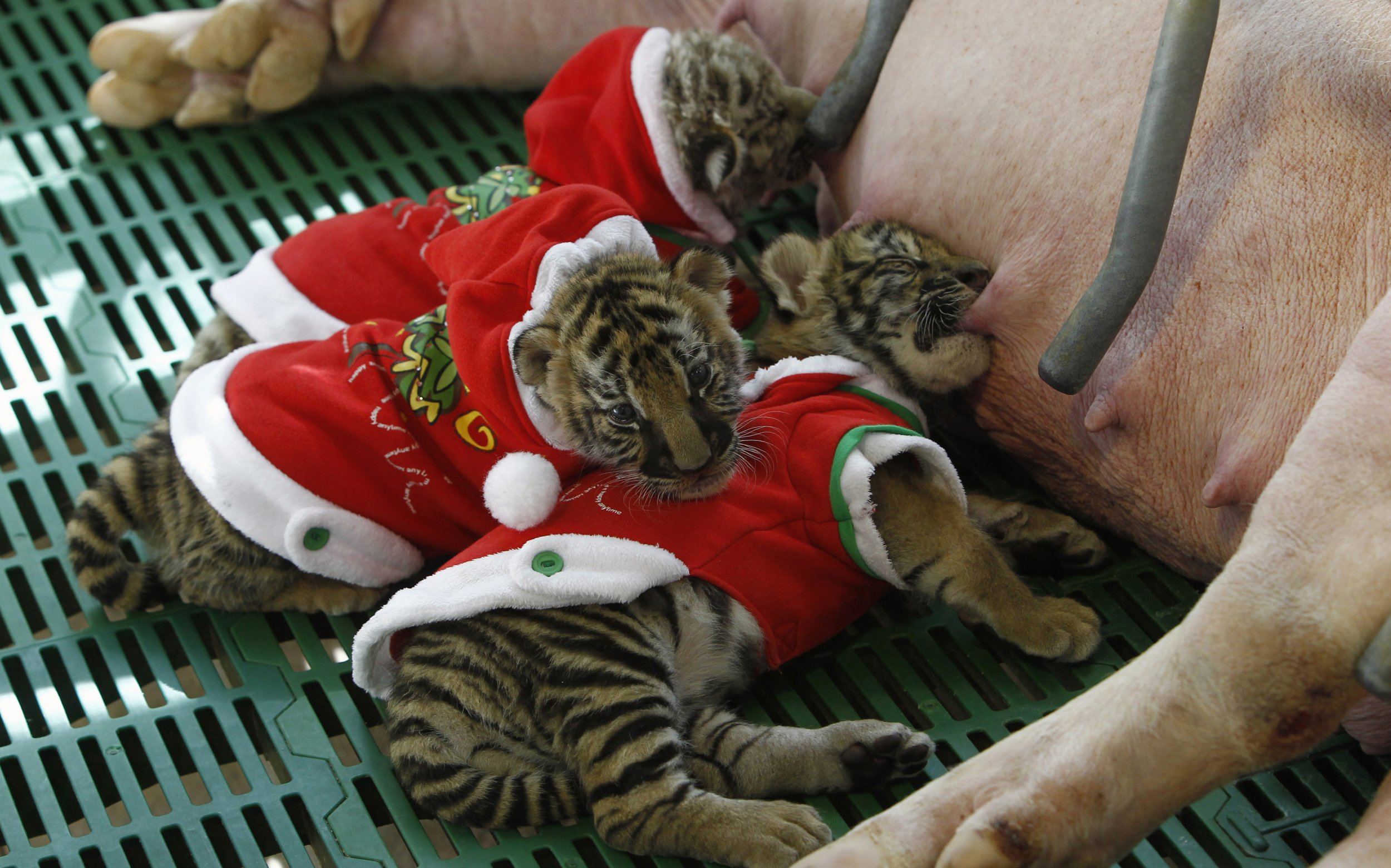 Tiger cubs suckle from pig