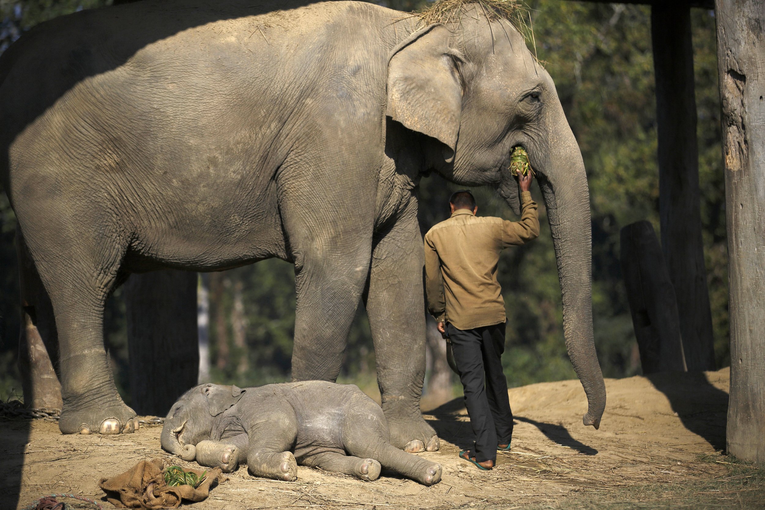 Sleeping Elephants