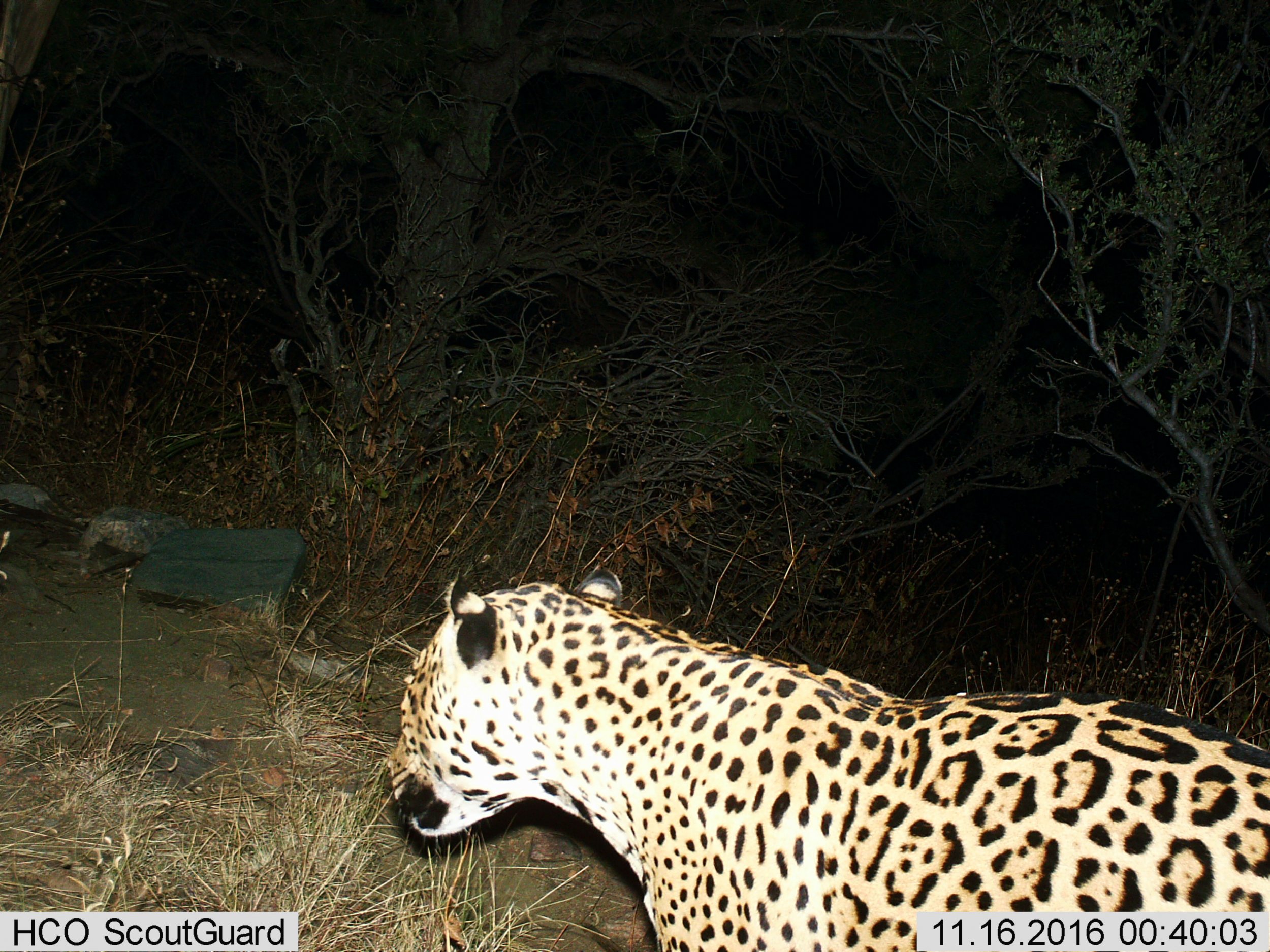 Rare Jaguar Sighting in Arizona, 60 Miles North of Mexican Border