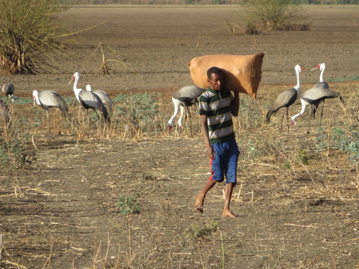 Ethiopia-cranes