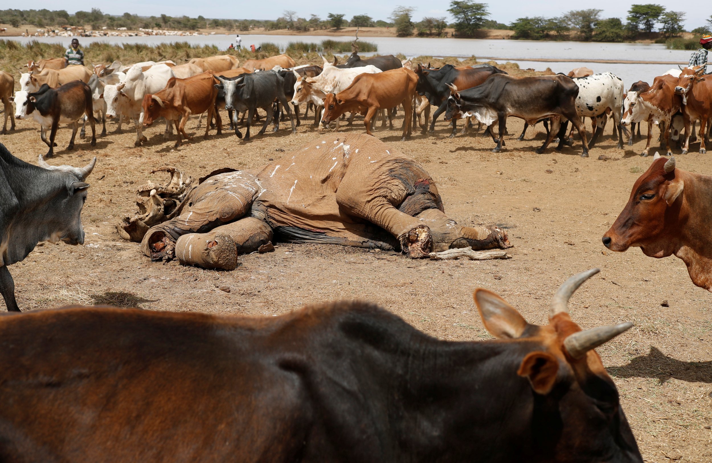 Kenya elephant carcass