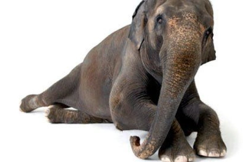elephant-tease
