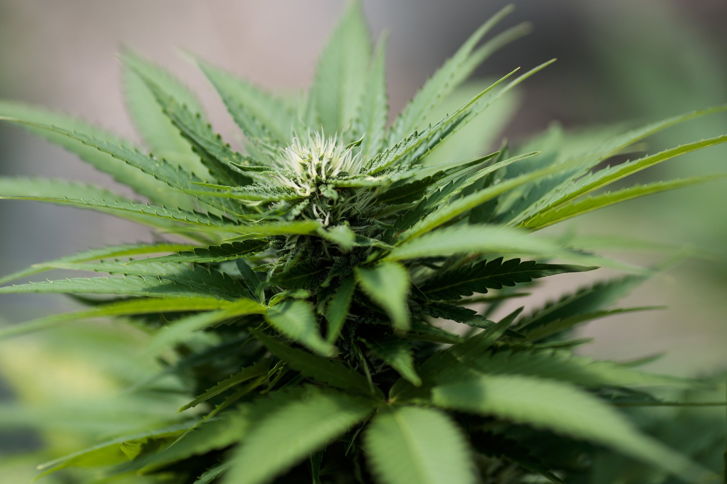 03_15_Legal_Weed_01