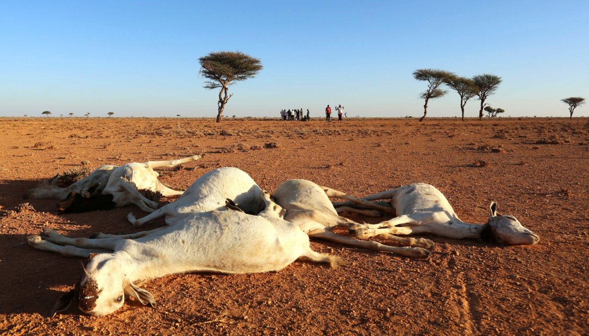 Somalia goat carcasses