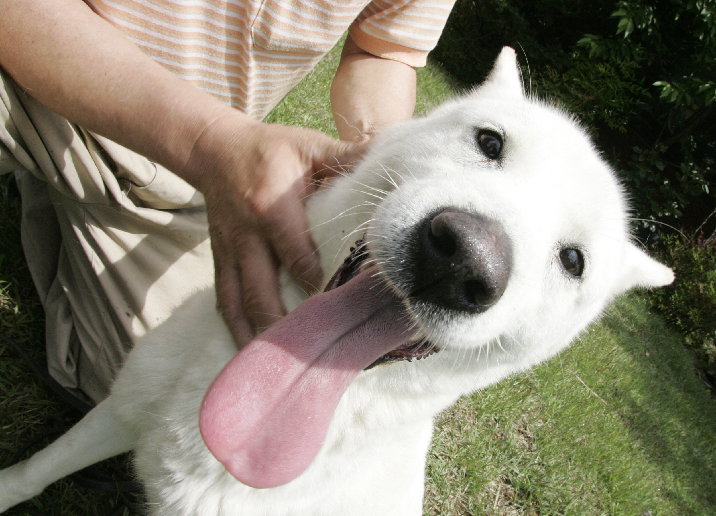 Jindo dog