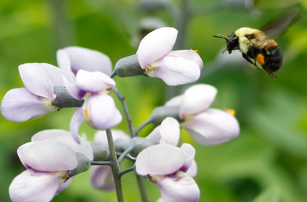 Cheerios wants to save the bees by offering customers free wildflower seeds.