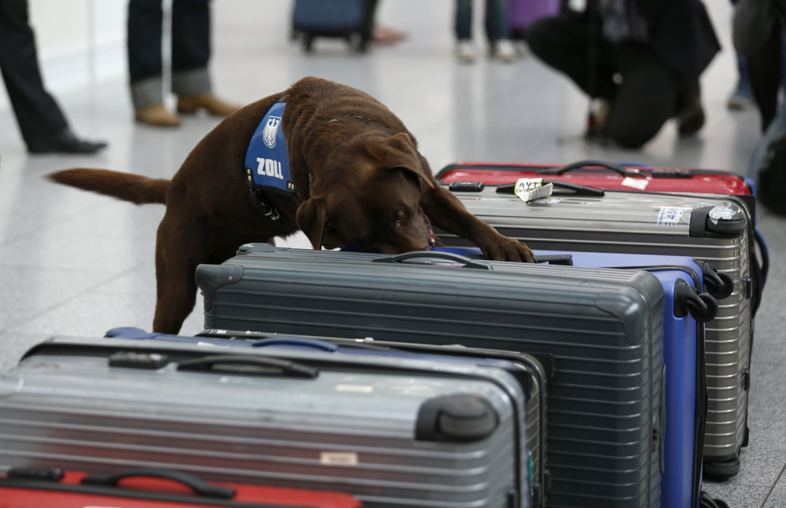 Sniffer dog