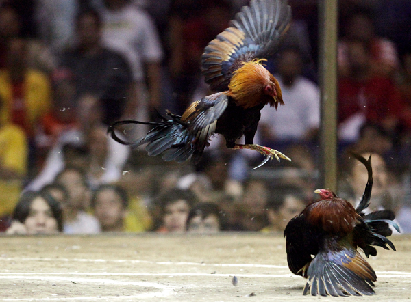 Cockfighting in Detroit leads to arrest of several undocumented immigrants.