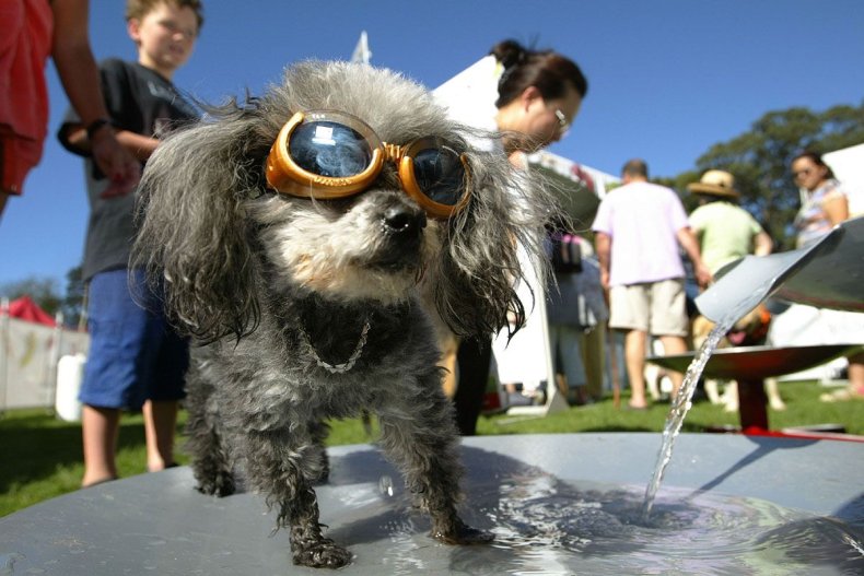 LIST-silly-business-doggles-hsmall