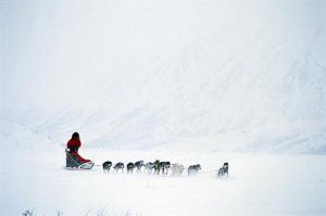 dogsled-OVGL01-wide-horizontal