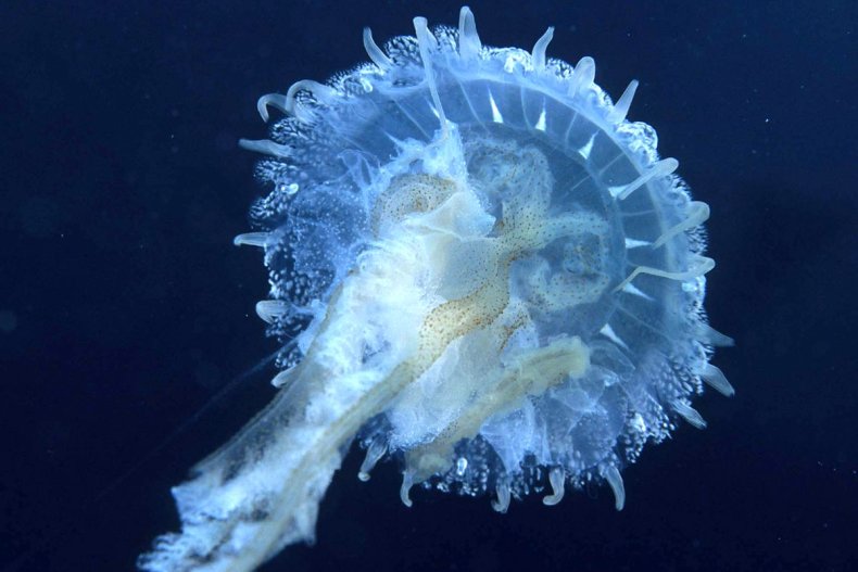 Sea Nettle - Jellyfish,x-default