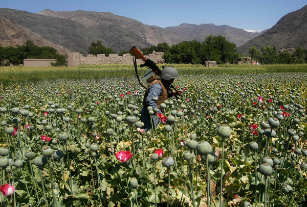 Afghanistan officials say 650 tons of narcotics were seized in 12 months
