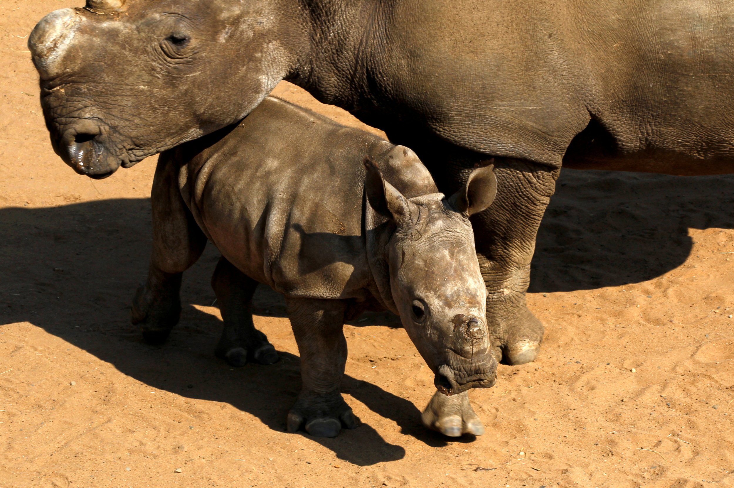 South Africa rhinos