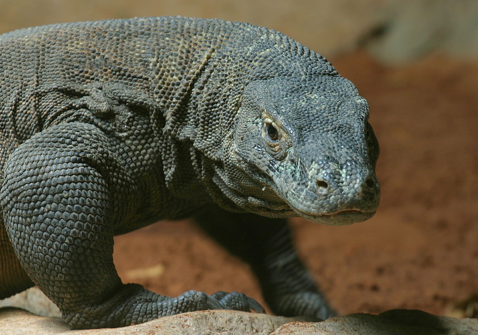 Komodo dragon