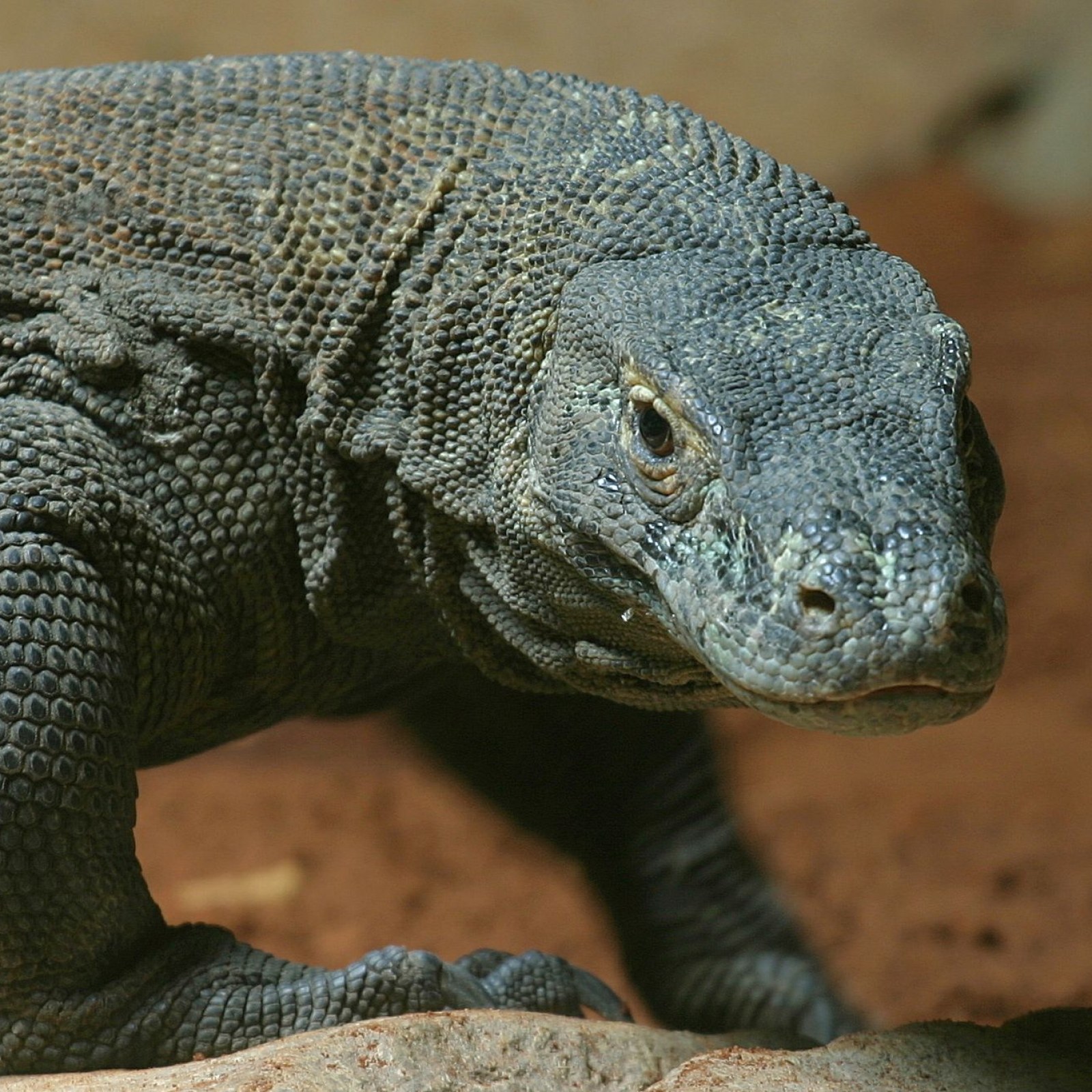 Dragon Blood Drug Heals Infected Wounds And Could Be Used To Create New Antibiotic Dragon Blood Drug Heals Infected Wounds And Could Be Used To Create New Antibiotic