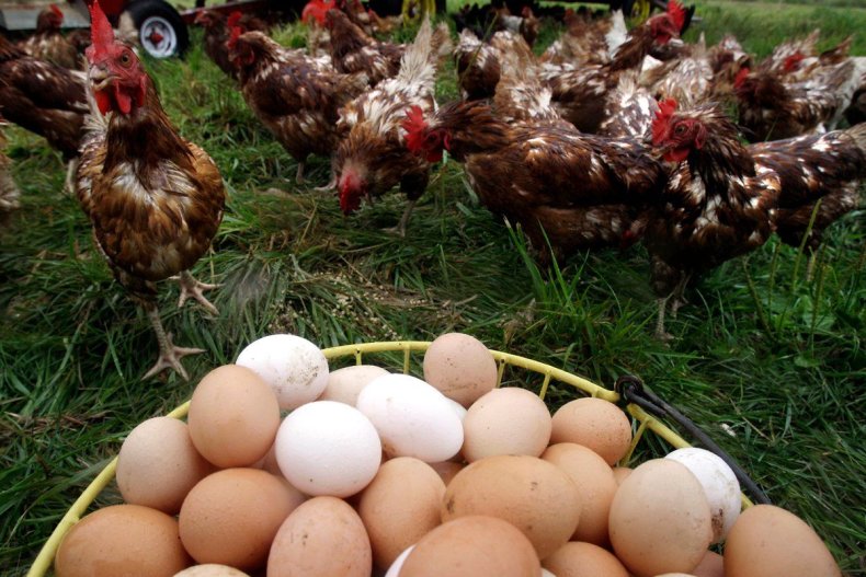 food-scares-eggs-tease