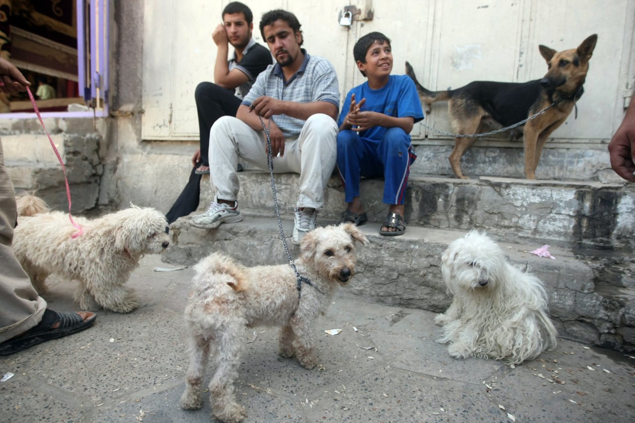 Iraqi pups