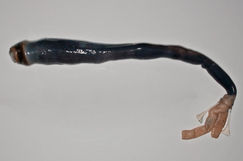 giant-shipworm-Kuphus-polythalamia