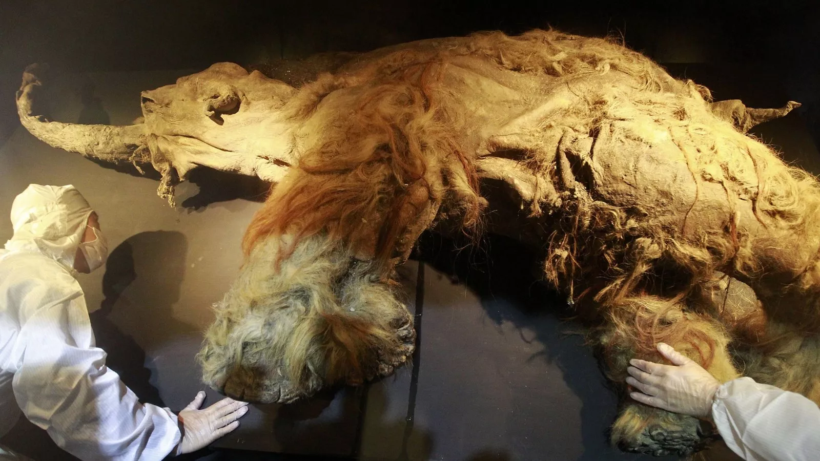 Scientists May Have Solved Mystery Behind Extinction of Ice Age Giants Scientists May Have Solved Mystery Behind Extinction of Ice Age Giants