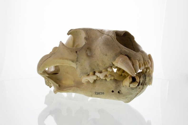 Tsavo lions