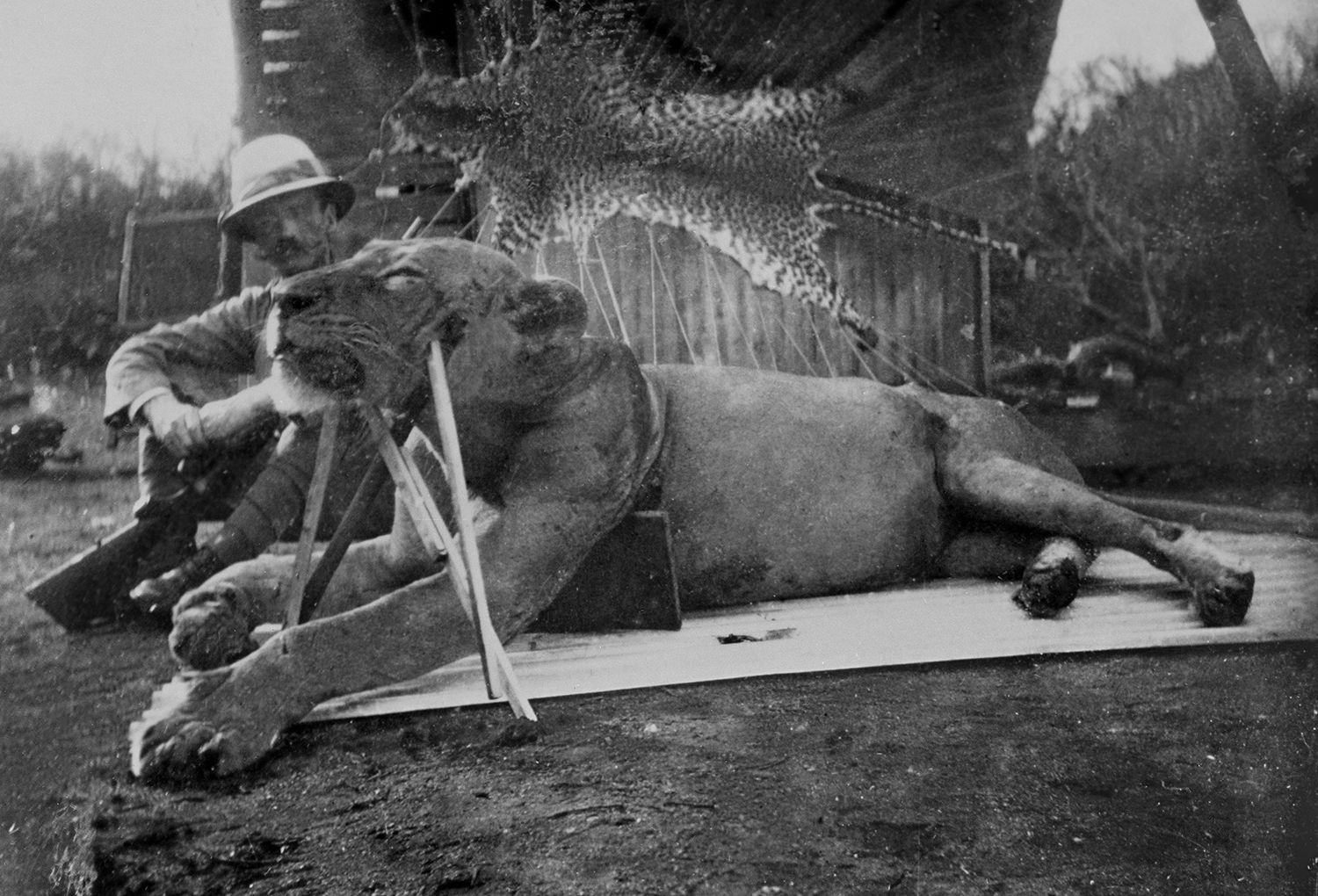 Tsavo lions 