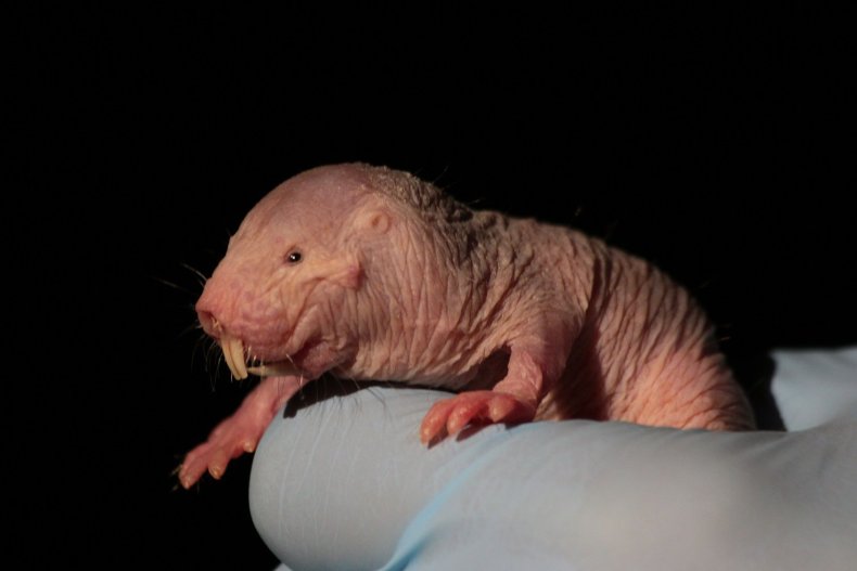 naked mole rat