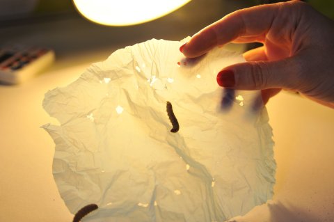 wax-worms-eating-plastic wax-worms-eating-plastic