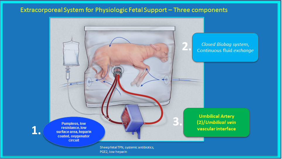 lamb artificial womb