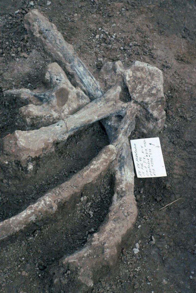 Mastodon bones